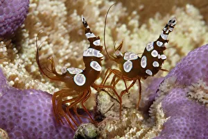 Square Shrimps (Thor amboinensis)