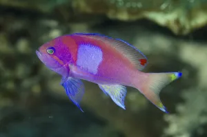 Squarespot Anthias (Pseudanthias pleurotaenia)