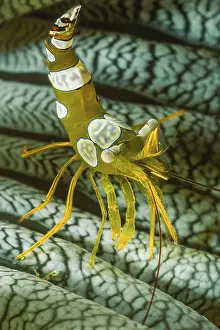 Squat shrimp (Thor amboinensis)