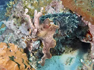 Squid, broad-arm cuttlefish (Sepia latimanus)