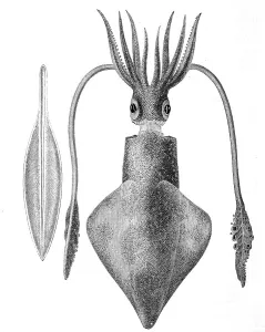 Squid, european squid (Loligo vulgaris) is a species of squid