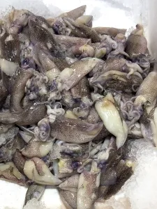 Squid (Loligo forbesii) on ice in refrigerated counter fish counter display of fishmonger fish sales