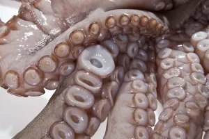 Squid, tentacles, suckers