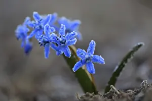 Squill (Scilla), asparagus family