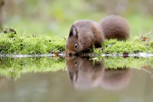 Squirrel