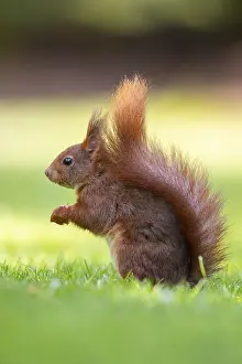 Squirrel (ciurus vulgaris), Vechta