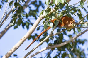 Squirrel Cuckoo (Piaya cayana) Pantanal Brazil