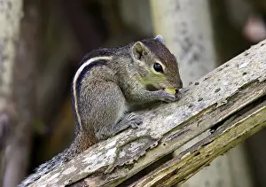Squirrel eat fruit sitting on a tree. Sri lanka