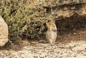Squirrel eating a plant on the rim of the Grand Canyon