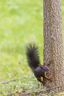 A squirrel or Eurasian squirrel (Sciurus vulgaris) climbs down a tree trunk