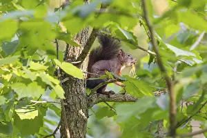 A squirrel or Eurasian squirrel (Sciurus vulgaris) eats from a Corylus colurna