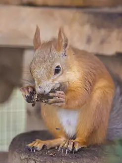 Squirrel gnaws nuts sitting on a stump in an enclosure