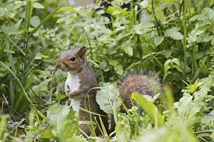 Squirrel on the ground looking for food