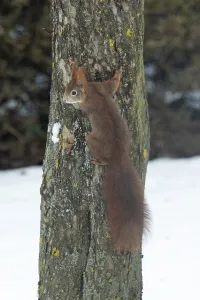 Squirrel hanging on tree trunk with snow seen on the left