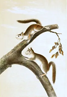Squirrel, Histoic, digitally restored reproduction of an original from the 19th century