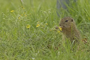 Squirrel holding blades of grass in hands in green meadow standing next to yellow flowers looking left