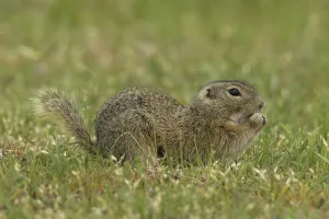 Squirrel holding grass in hands sitting in green meadow looking right