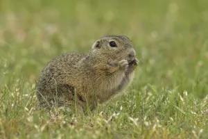 Squirrel holding grass in hands standing in green meadow looking right