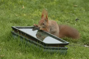 Squirrel leaning at table with water in green grass standing drinking looking left
