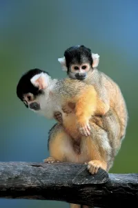 Squirrel Monkey (Saimiri sciureus) with young