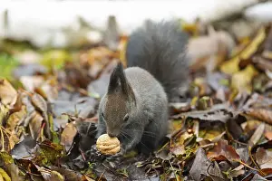 Squirrel with nut in hands sitting on pile of autumn coloured leaves from the front