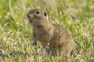 Squirrel with open mouth standing in green meadow looking left