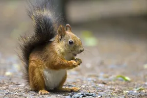 Squirrel in Park closeup on background of summer woods
