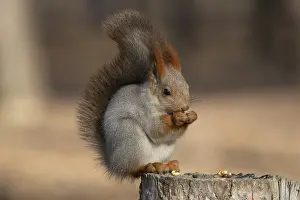 Squirrel in a park. Krasnodar. Russia