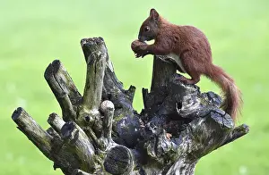Squirrel, (Sciurus) eating nuts in the garden