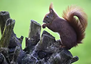 Squirrel, Sciurus eats a hazelnut