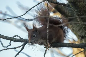 Squirrel (Sciurus) sitting on a branch