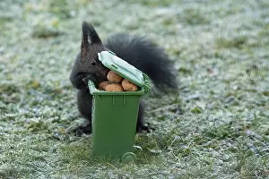 Squirrel (Sciurus vulgaris)