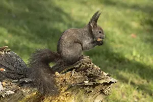 Squirrel (Sciurus vulgaris)