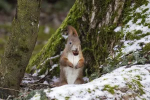 Squirrel (Sciurus vulgaris)