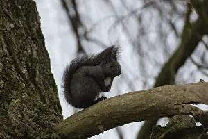 Squirrel (Sciurus vulgaris)