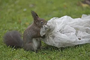 Squirrel (Sciurus vulgaris)