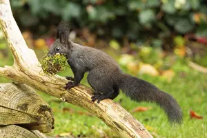 Squirrel (Sciurus vulgaris)