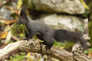 Squirrel (Sciurus vulgaris)