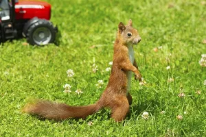 Squirrel (Sciurus vulgaris)