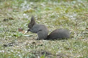 Squirrel (Sciurus vulgaris), Almatl