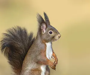 Squirrel (Sciurus vulgaris), dark morph