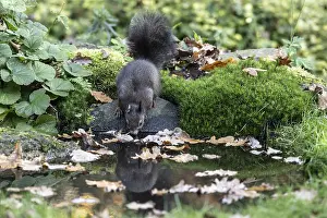Squirrel (Sciurus vulgaris) drinking