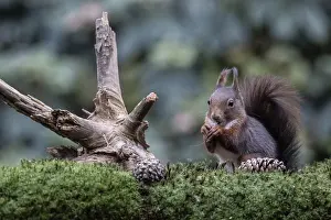 Squirrel (Sciurus vulgaris), Emsland