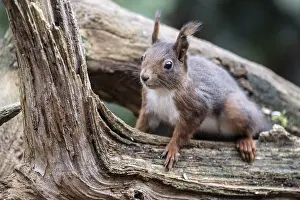 Squirrel (Sciurus vulgaris), Emsland