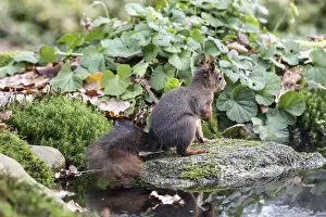 Squirrel (Sciurus vulgaris), Emsland