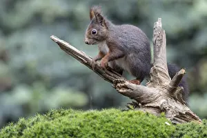 Squirrel (Sciurus vulgaris), Emsland