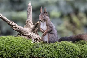 Squirrel (Sciurus vulgaris), Emsland