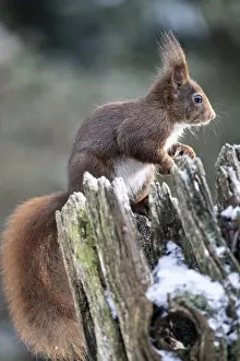 Squirrel (Sciurus vulgaris), Emsland
