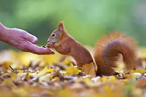 Squirrel (Sciurus vulgaris) being fed