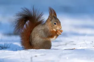 Squirrel (Sciurus vulgaris) foraging